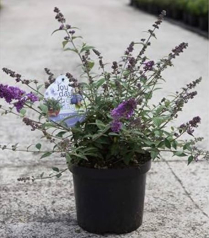 1 GAL BUDDLEIA, ASSORTED
