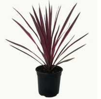 1 GAL CORDYLINE