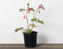 1 GAL DICENTRA, BLEEDING HEART
