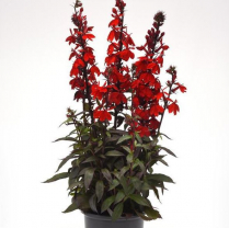 1 GAL LOBELIA, ASSORTED