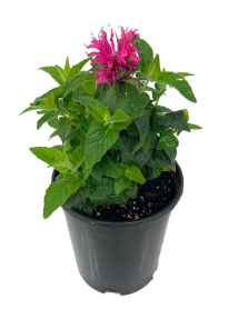 1 GAL MONARDA, ASSORTED