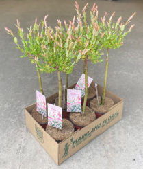 1 GAL SALIX H. NISHIKI 60CM TOPIARY
