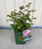 9" GDN ROSE, SQ POT, AUSTIN, BY VARIETY (NO EXP)