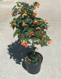 10" ABUTILON, STD (NO EXPORT)