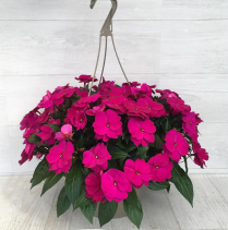 12" HB NEW GUINEA, IMPATIENS