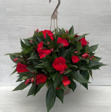 12" HB NEW GUINEA, IMPATIENS