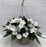 12" HB NEW GUINEA, IMPATIENS