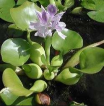 WP EICHHORNIA CRASSIPES (NO MB)