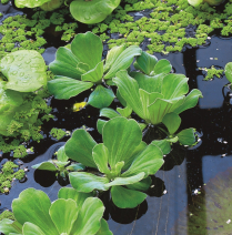 WP PISTIA STRATIOTES, 25'S (NO MB)