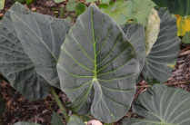 5" WP ALOCASIA REGAL SHIELD