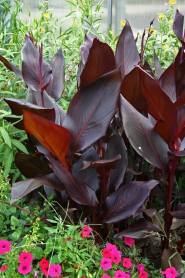 5" WP CANNA AUSTRALIS