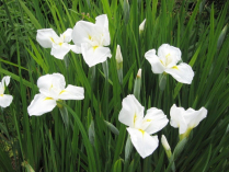 5" WP IRIS ENSATA WHITE