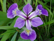 5" WP IRIS VERSICOLOR