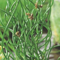 5" WP JUNCUS EFFUSUS SPIRALIS