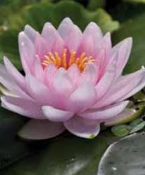 5" WP NYMPHAEA HOLLANDIA