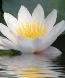 5" WP NYMPHAEA ALBIDA