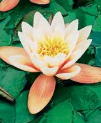 5" WP NYMPHAEA AURORA MINI