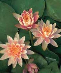 5" WP NYMPHAEA COLORADO
