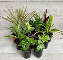 4" TROPICALS, ASSORTED