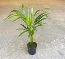 4" ARECA PALM (NO EXPORT)