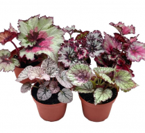 4" BEGONIA REX, ASSORTED