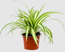 4" SPIDER PLANT