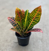 4" CROTON, PETRA