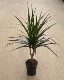 4" DRACAENA, CANDELABRA, RED, CANE