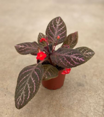 4" EPISCIA, ASSORTED, FLOWERING