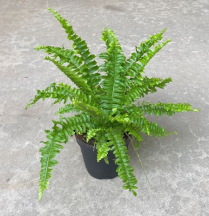 4" BOSTON FERN, ARIANNE