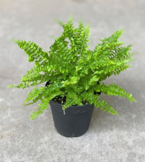 4" BOSTON FERN, FLUFFY RUFFLE