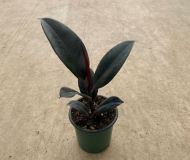 4" FICUS, ELASTICA, ASSORTED
