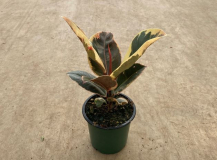 4" FICUS, ELASTICA, ASSORTED