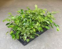 4" FICUS BENJAMINA