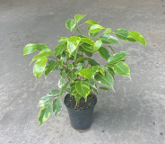 4" FICUS BENJAMINA
