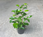 4" FICUS BENJAMINA
