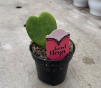 4" HOYA, HEART, GREEN