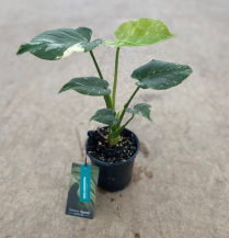 4" PHILO-MONSTERA, THAI CONSTELLATION