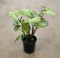 4" SYNGONIUM, WHITE, LARGE