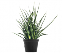 4" SANSEVIERIA, FERNWOOD