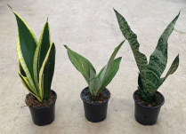 4" SANSEVIERIA, ASSORTED