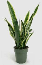 4" SANSEVIERIA, LAURENTII