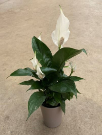 4" SPATHIPHYLLUM, CERAMIC POT