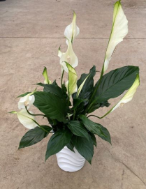 5" SPATHIPHYLLUM, FLOWERING, IN CERAMIC