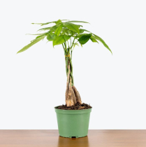 5" PACHIRA, MONEY TREE, BRAID