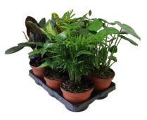 6" TROPICALS, BY VARIETY