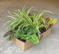 6" TROPICALS, ASSORTED