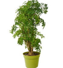 6" ARALIA MING STUMP (NO EXPORT)