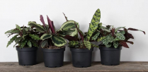 6" CALATHEA, ASSORTED