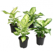 6" DIEFFENBACHIA, ASSORTED